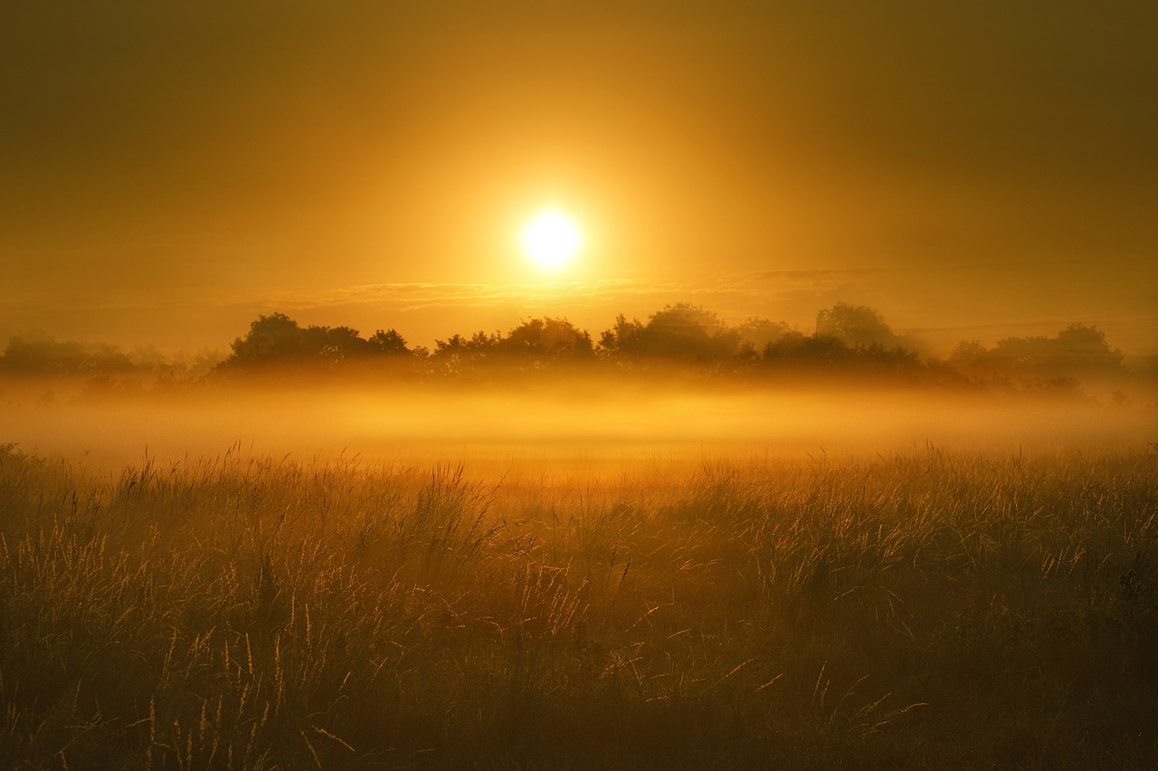 A Dawn Chorus Walk: Listening to Scotland Wake Up