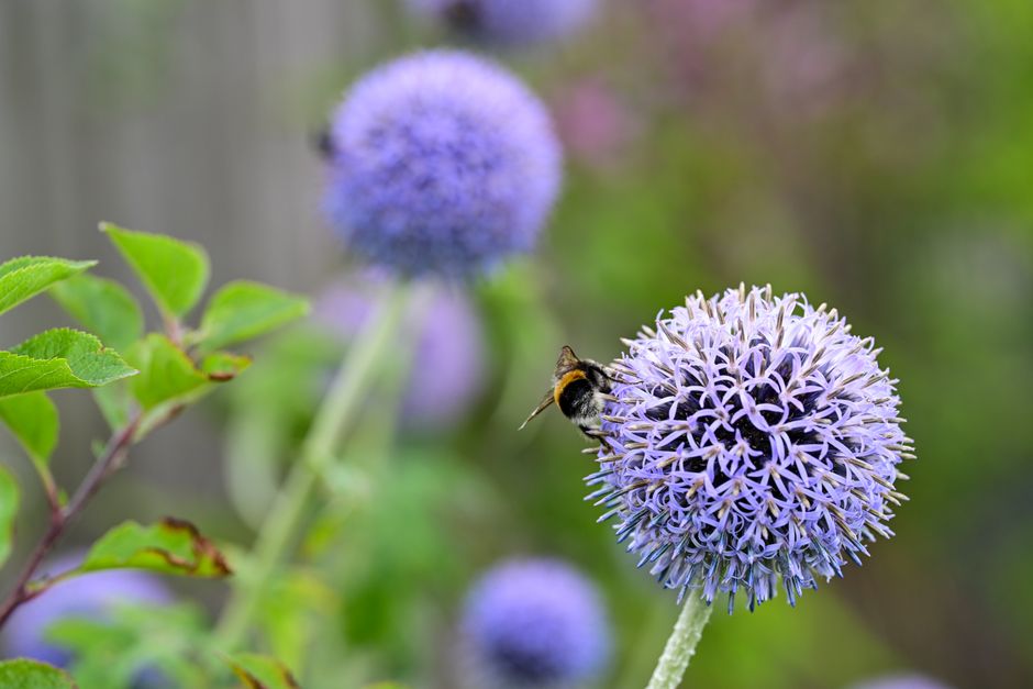 Creating a Wildlife-Friendly Garden in a Scottish Climate