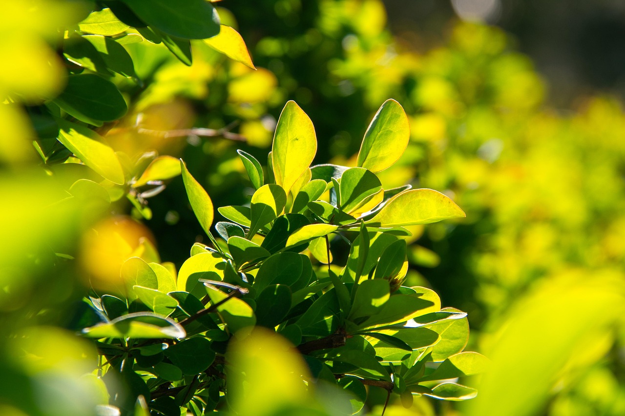 Planting a Native Hedge for Scottish Birds