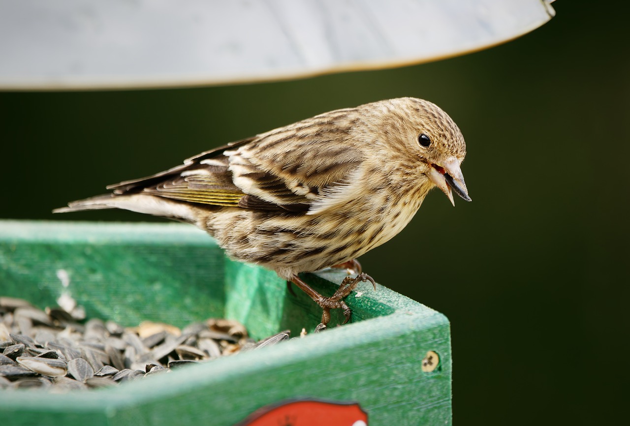 Siskins: The Small Yellow Visitors of Late Winter