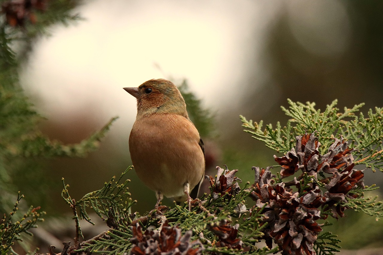 The Charm of the Chaffinch: Scotland's Most Overlooked Garden Bird