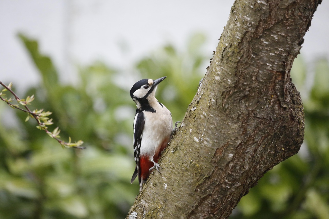 The Great Spotted Woodpecker: Drumming in the Scottish Garden
