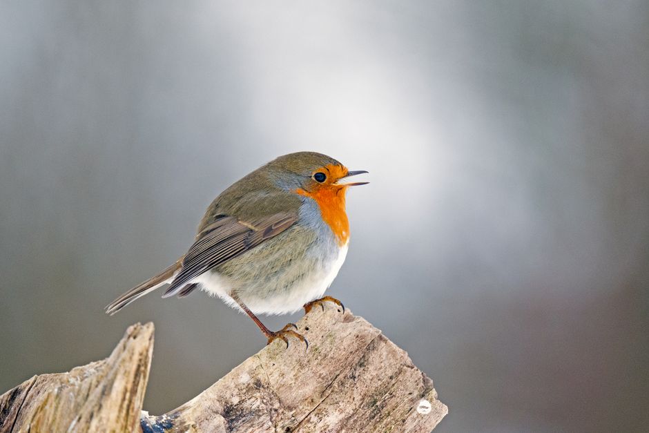 The Robin: Scotland's Year-Round Companion