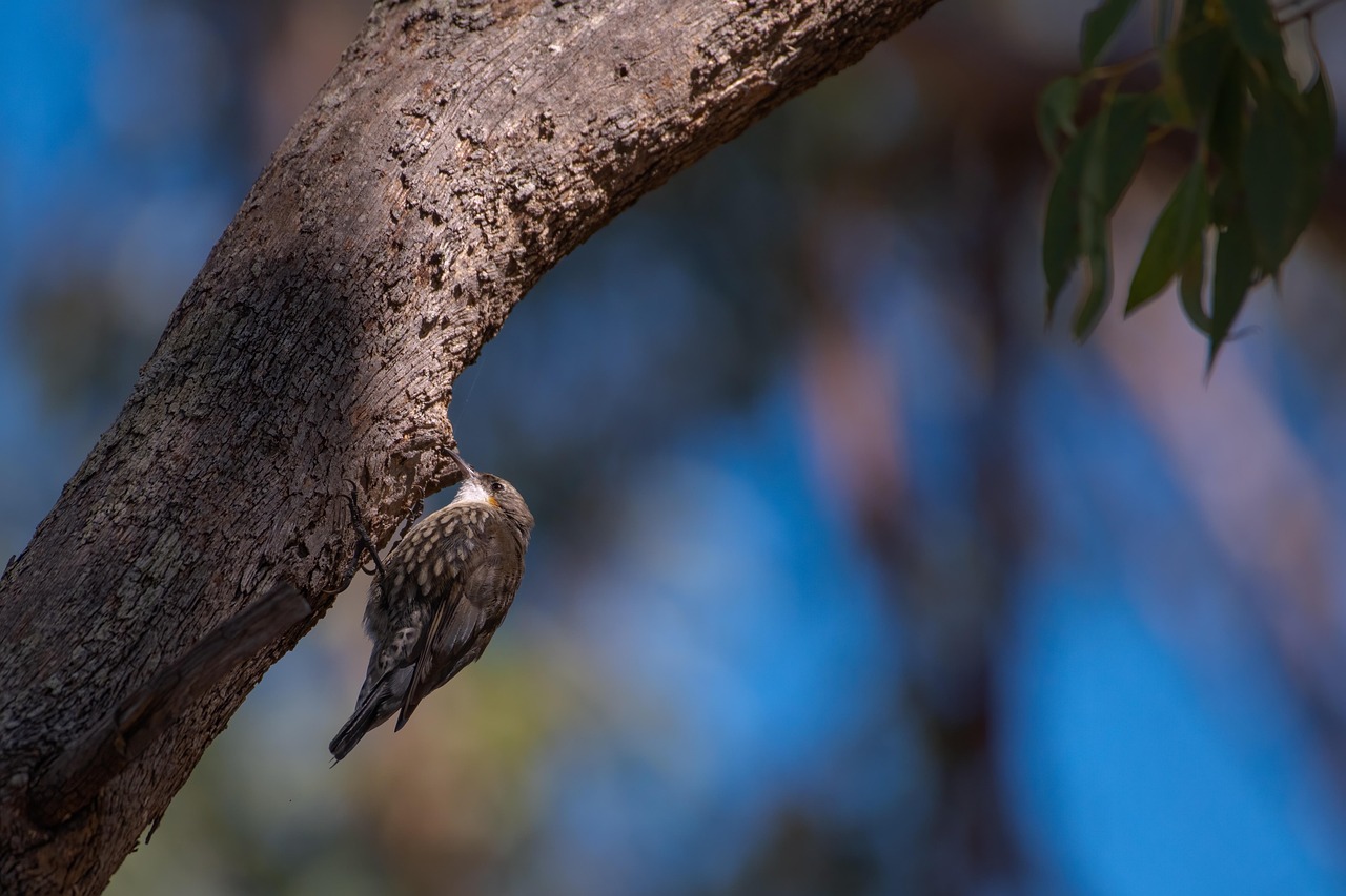 The Treecreeper: A Quiet Master of the Scottish Woodland