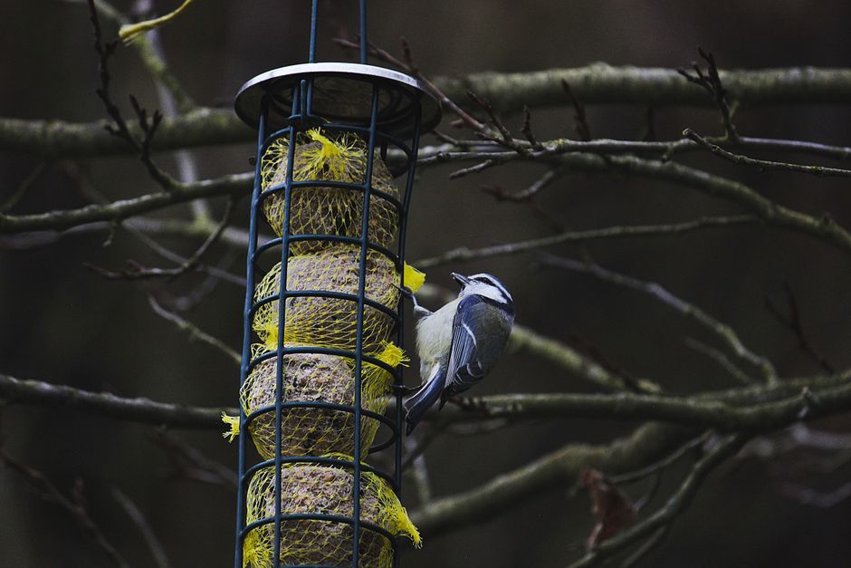 Winter Feeding: Keeping Scottish Garden Birds Alive Through the Cold